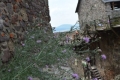 Boldogkőváralja vadvirág a várban