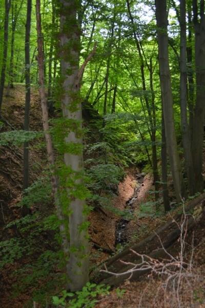 Dömös - Rám-szakadék: patak a fák között