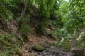 Erdő a Pilis-hegység Rám-szakadékában