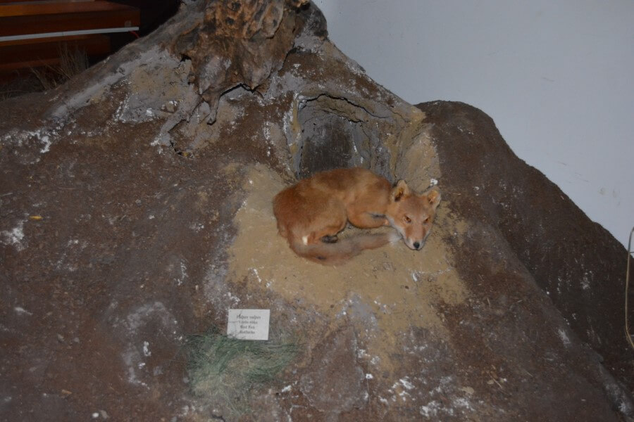 Hortobágyi Nemzeti Park Látogatóközpont Egy kiállított róka