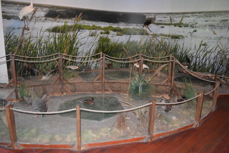 Hortobágyi Nemzeti Park Látogatóközpont Kiállított vízimadarak