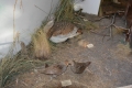 Hortobágyi Nemzeti Park Látogatóközpont Kiállított vízimadarak