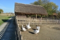 Hortobágy Pusztai Állatpark libák