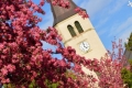 Tokaj Jézus szíve római katolikus templom tornya a virágzó fák mögött