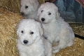 Komondor kölykök