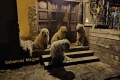Komondorok a lépcsőn