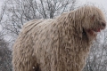 Komondor a havas dombon