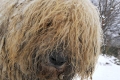Komondor