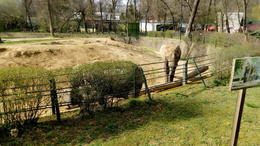 Nyíregyházi Állatpark Az elefántok
