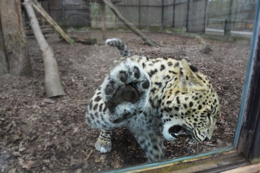 Nyíregyházi Állatpark Pacsi-zoo leopárd kölyök