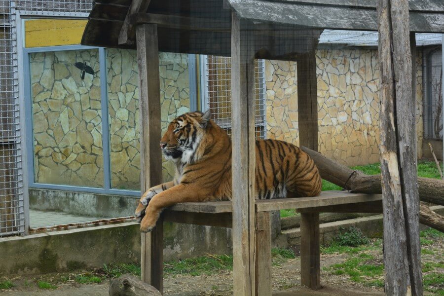 Nyíregyházi Állatpark Pihenő tigris