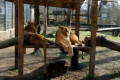 Nyíregyházi Állatpark Lustálkodó oroszlánok