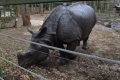 Nyíregyházi Állatpark Orrszarvú
