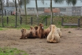 Nyíregyházi Állatpark ejtőző tevék
