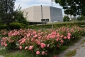 A pécsi Kodály Központ és a rózsakert