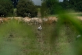 Egy fehér gólya és a gulya Tiszanagyfalu határában