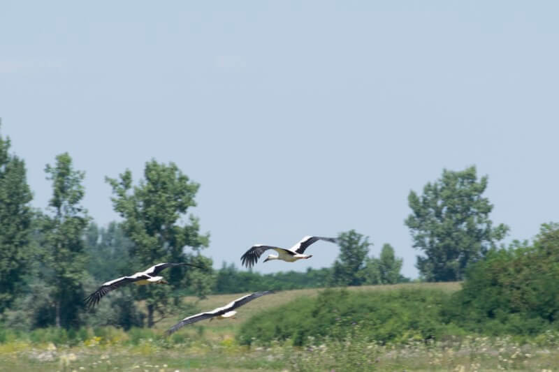 Fehér gólyák a levegőben Tiszanagyfalu határában
