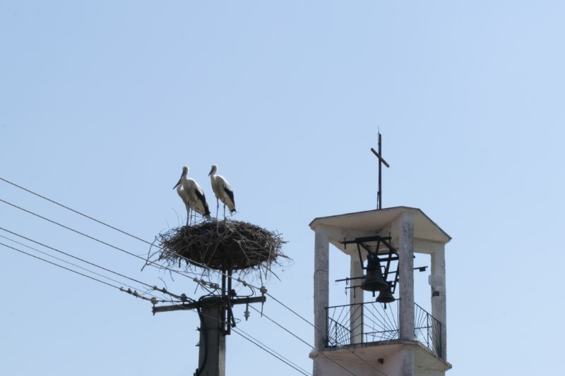 Tiszanagyfalu - A római katolikus templom tornya és egy gólyafészek