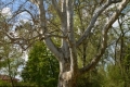 Túristvándi az öreg platánfa
