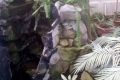 Zsibói Arborétum