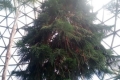 Zsibói Arborétum