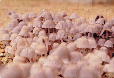 Gombák puzzle