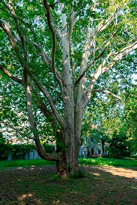 A Vásárhelyi Árpád és felesége Lónyai Margit által ültetett platánfa, melyet lányuk születésének örömére ültettek.